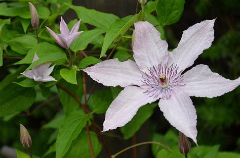 Clematis Blooming Photograph By William Rennie Fine Art America