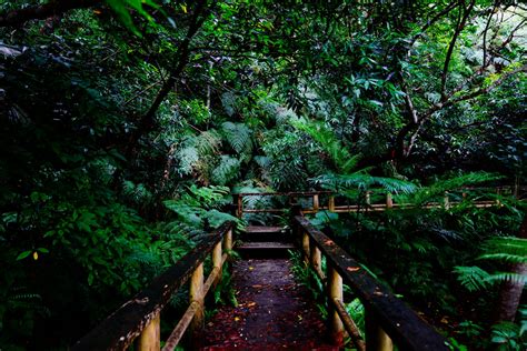 ジャングルに覆われた西表島！おすすめナイトツアーを紹介 沖縄の観光情報はfeel Okinawa