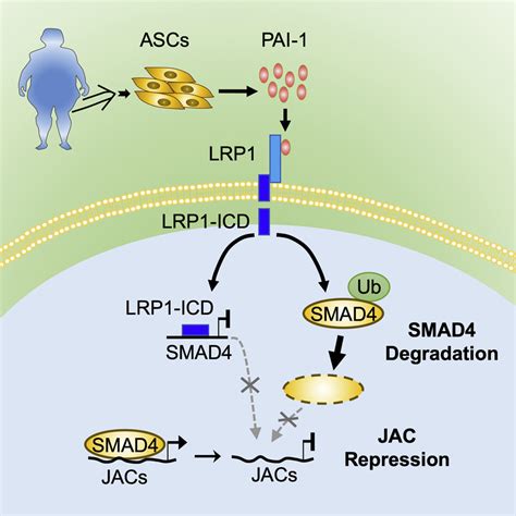 Pai Dependent Inactivation Of Smad Modulated Junction And Adhesion