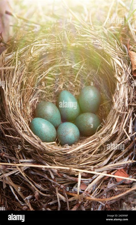 Wood Thrush Eggs