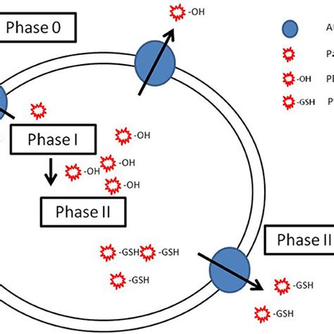 Schematic Representation Of The Possible Cooperation Of Abc Efflux Download Scientific Diagram