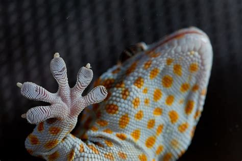 Геккон токи (Gekko gecko) (с изображениями) | Гекконы, Токио, Ящерицы