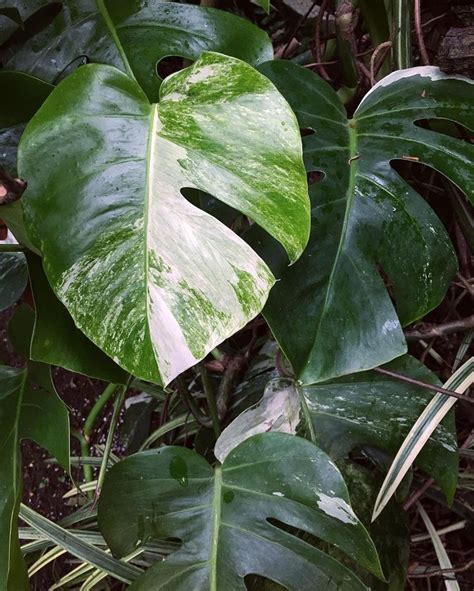 Logeesplants A New Leaf On Our Variegated Monstera Deliciosa The