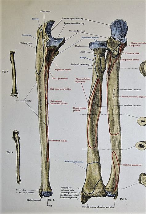 Ulna - Physiopedia