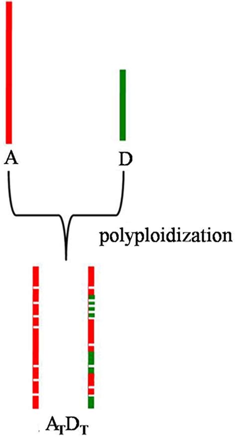 Schematic Drawing That Illustrates The Evolution Of Most Chromosomes Download Scientific