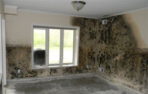 High Humidity Can Cause Mold Prevent Damage With Room Alert Avtech