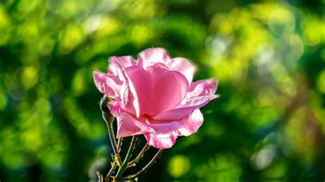 Bokeh Rose Pink Free Stock Video - Pixabay