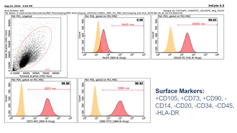 Mesenchymal Stem Cells MSC Powerful Multipotent Stem Cells Stem