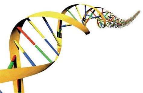 3d Structure Of Humans Finally Decoded