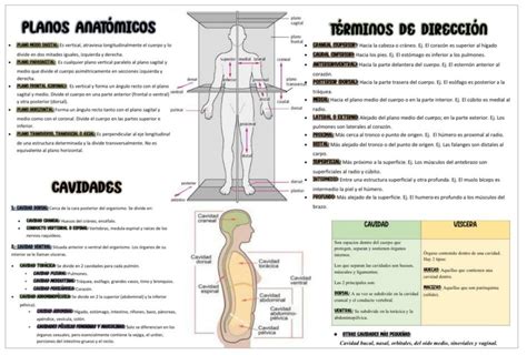 Planos Y Cavidades Anat Micos Esmeralda Castillo Sandoval Udocz