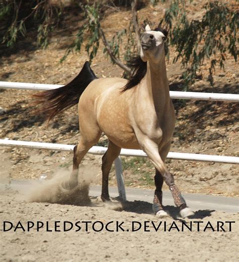 Buckskin Arabian 04 by dappledstock on DeviantArt