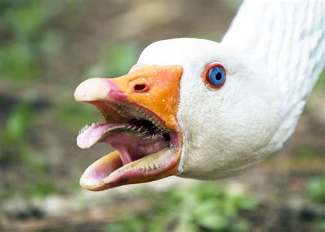 Wait... Geese Have Teeth?! Goose Teeth Pictures, Facts, Debunked Myths