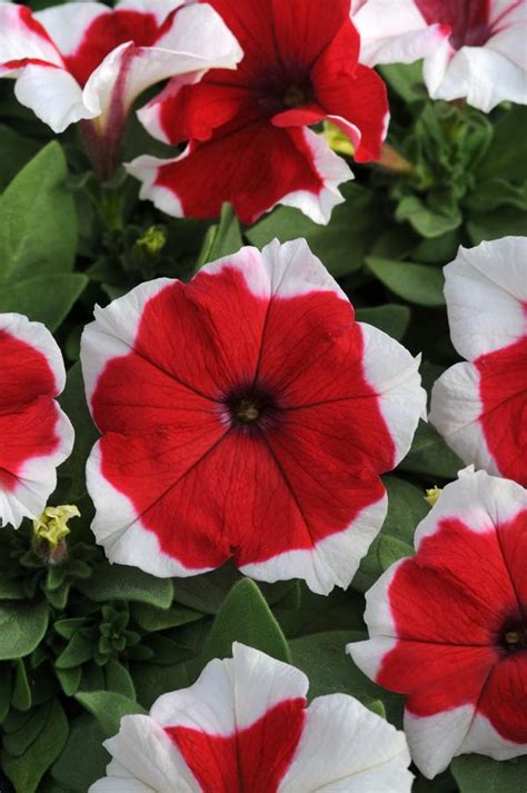 Petunia hybrida Dreams Red Picotee | Lucas Greenhouses