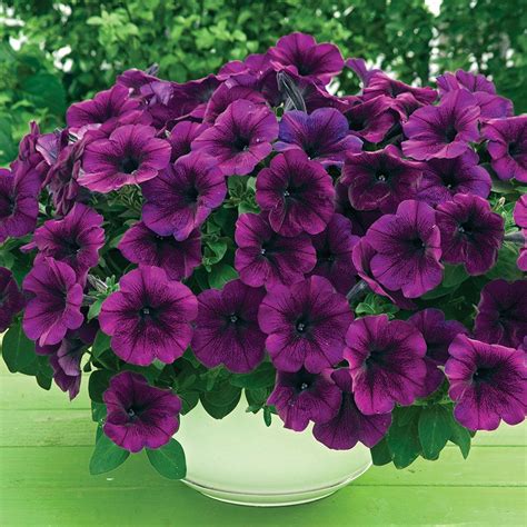 Trilogy Deep Purple Petunia Seeds - Pkt of 10 seeds | Purple petunias ...
