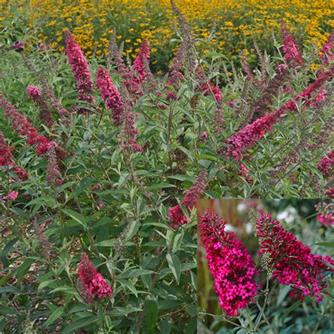 Buddleja 'Prince Charming' | SlovenskeTrvalky.sk