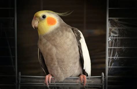 Best Cage Size for a Cockatiel