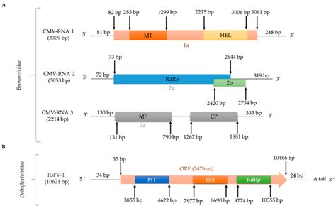 Schematic Representation Of The Genomic Organization Of Single Stranded