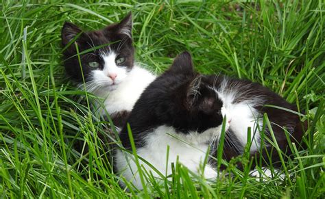 Comment Reconnaître Un Chat Mâle D Un Chat Femelle