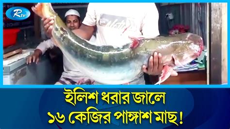 কুয়াকাটায় এক জেলের ইলিশ ধরার জালে ১৬ কেজি ২০০ গ্রাম ওজনের পাঙ্গাশ মাছ