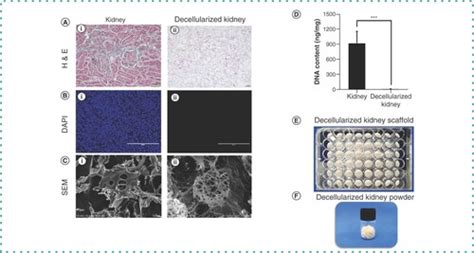 Full Article Protocols For The Preparation And Characterization Of