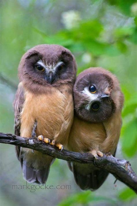 Primordial Sound Meditation Beautiful Owl Animals Beautiful Owl Bird