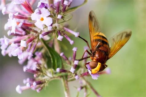 Types Of Insects That Look Like Bees Types Of Insects Backyard