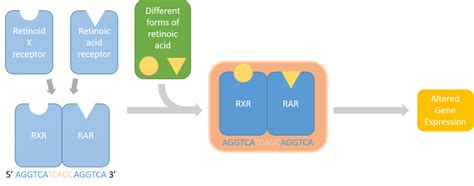 Retinoic Acid, Development, and Motif Finding – The Pathway Not Taken