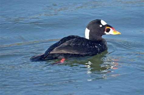 Photo The Surf Scoter Is A Small Sea Duck With A Bright Yellow Orange