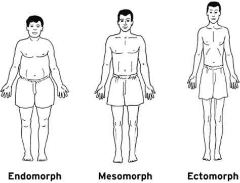 The Three Body Types - Ectomorph, Mesomorph and Endomorph | HubPages