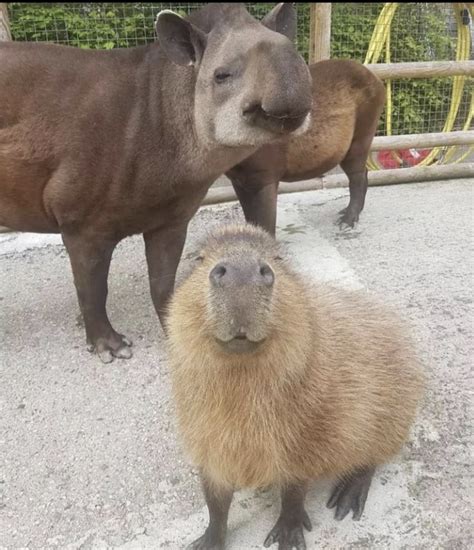 Freeze Knight On Twitter Rt Capybara Man Is This Gorts Father