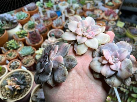 Graptopetalum Pentandrum Superbum Furniture Home Living Gardening