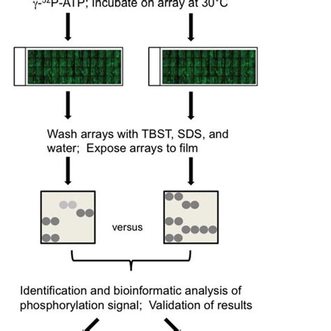 The Principle Of Reverse Phase Protein Microarrays Rppa A Protein