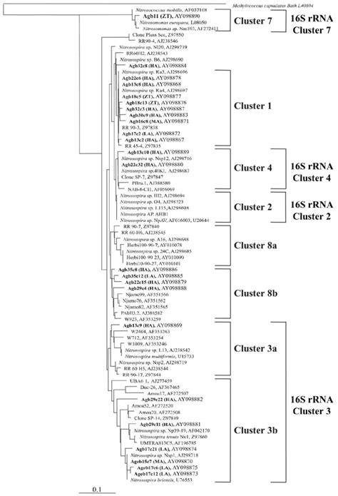 Phylogenetic Fitch Margoliash Tree Using Global Rearrangement And