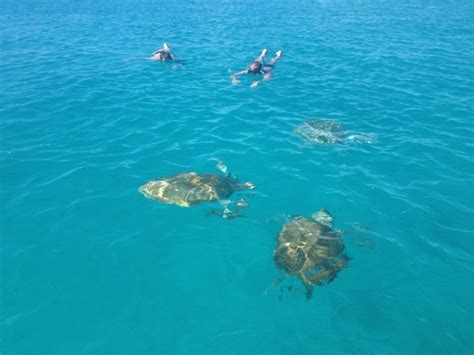 Barbados Swim with Turtles, Shipwreck Snorkel and Beach Excursion ...