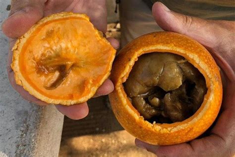 Monkey orange, an eagerly sought-after fruit - Bushguide 101