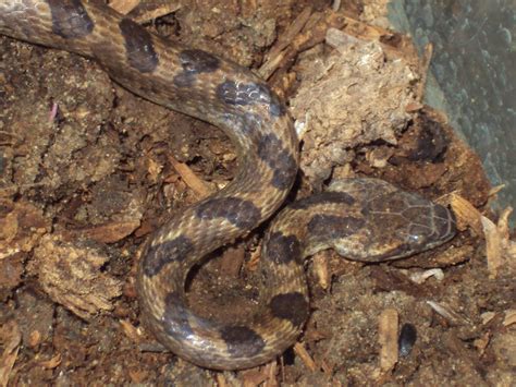 False Mapepire Or Cat Eyed Snake Leptodeira Annulata Ashm Flickr