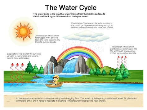 El Diagrama Del Ciclo Del Agua Para La Educaci N Cient Fica Vector