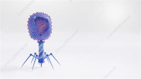 Bacteriophage T4 structure, illustration - Stock Image - F038/5852 ...