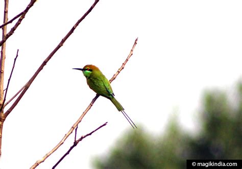 Sundarbans - MAGIK INDIA