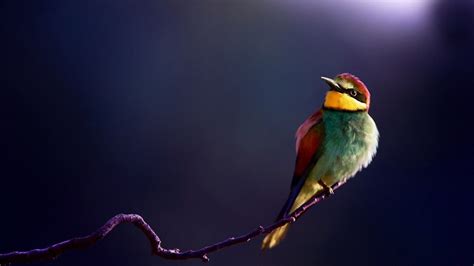 Cute Colorful Bird Hd Wallpaper 84027 Baltana