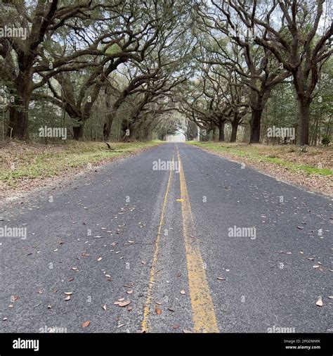 A Live Oak Tree Tunnel On Kiawah Island In South Carolina On A