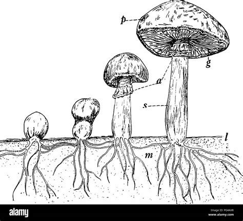 Agaricus Diagram