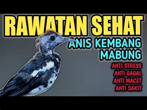 Terbaru Rawatan Anis Kembang Mabung Biar Burung Sehat Tidak Gagal