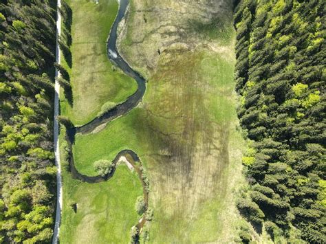 Aerial View of Trees on a Grassy Field · Free Stock Photo