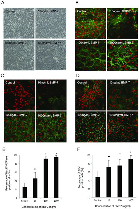 Bmp Suppressed Fibroblastic Change And Maintained The Functions Of