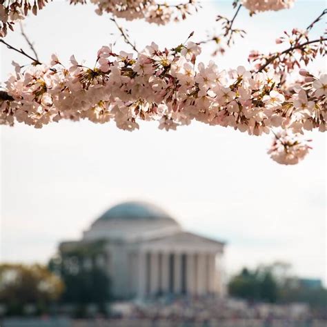 dc-cherry-blossom-tour - Jefferson Tours and Charters