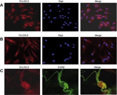 Human And Rat EGC Express The 15 Lipoxygenase 2 15 LOX 2 A ROG And