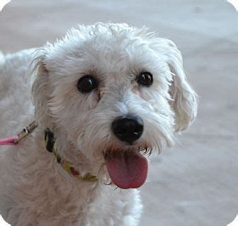 Chandler Az Schnauzer Miniature Poodle Miniature Mix Meet