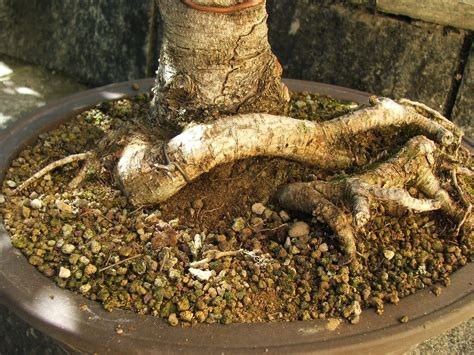 Evoluzione Bonsai Bonsai Di Picea Glauca Albertiana White Spruce