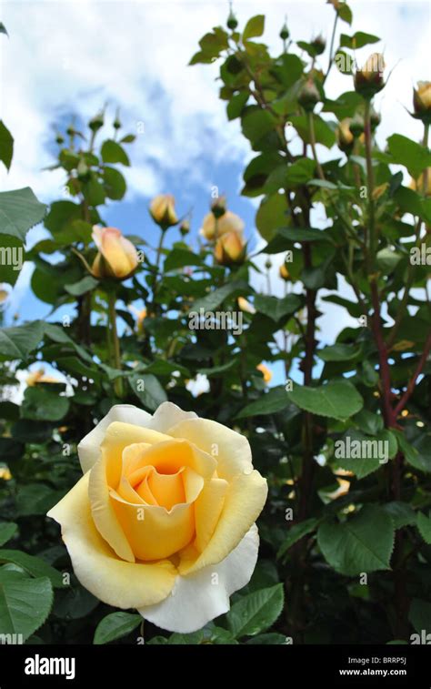 Yellow Rose Bushes Types